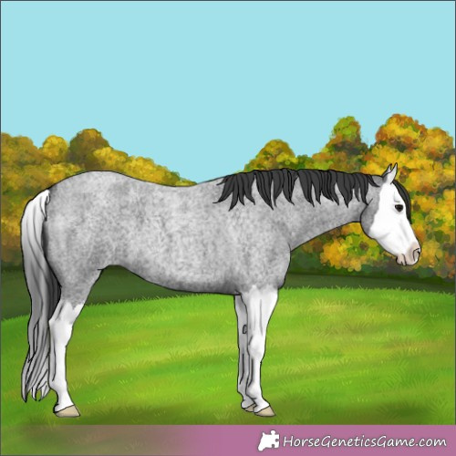 Horse Color:Blue Roan Splash 