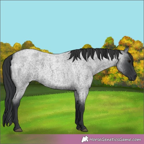 Horse Color:Blue Roan 