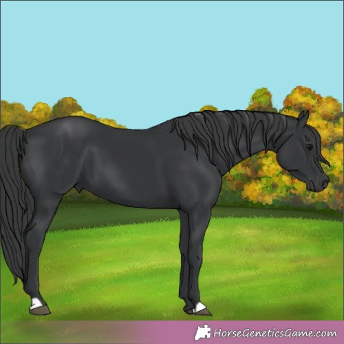 Horse Color:Black 