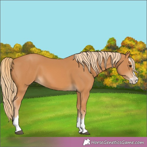 Horse Color:Chestnut Splash 