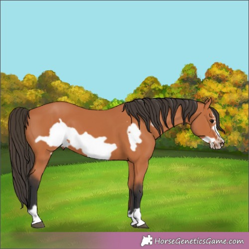 Horse Color:Brown Frame 