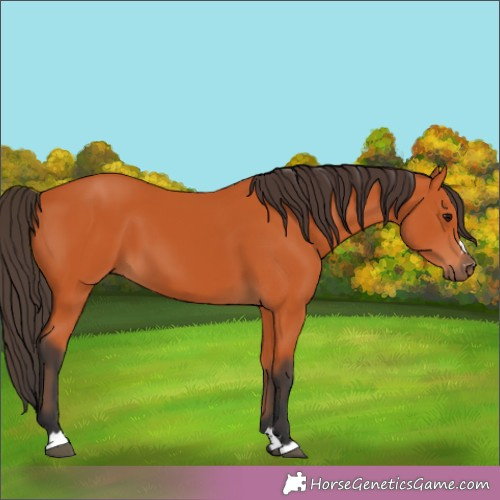 Horse Color:Bay 
