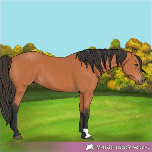 Horse Color:Brown 