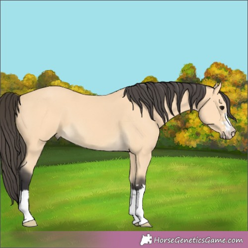 Horse Color:Buckskin