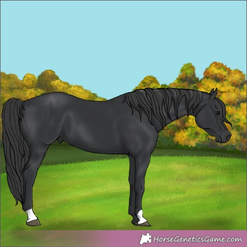 Horse Color:Black 