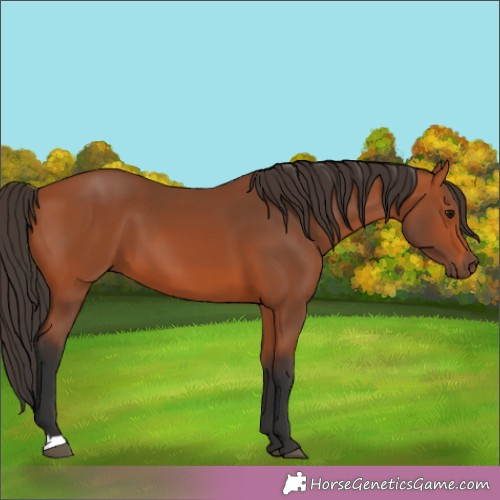 Horse Color:Bay 