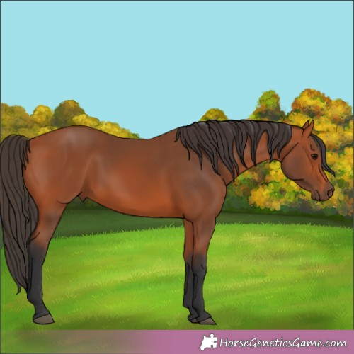 Horse Color:Brown 