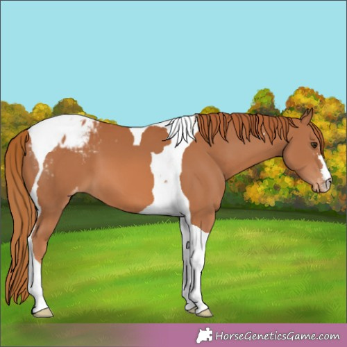Horse Color:Chestnut Tobiano Appaloosa 