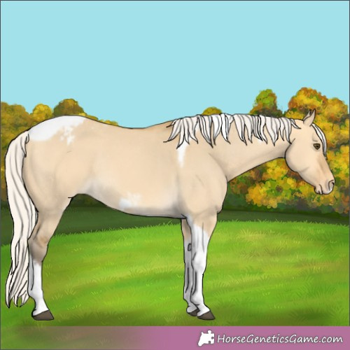 Horse Color:Silver Buckskin Dun Tobiano Frame Appaloosa Rabicano 