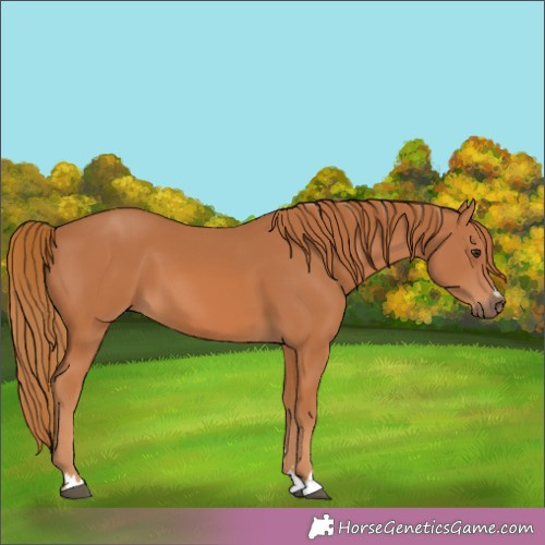 Horse Color:Chestnut 