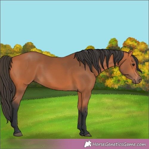 Horse Color:Bay 