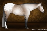 Horse Color:Gray Bay Dun Snowcap 