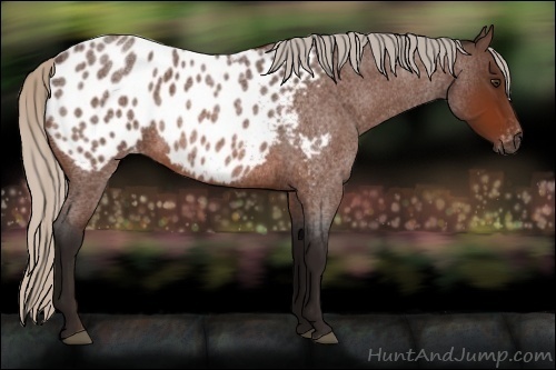 Horse Color:Gray Silver Bay Roan Appaloosa 
