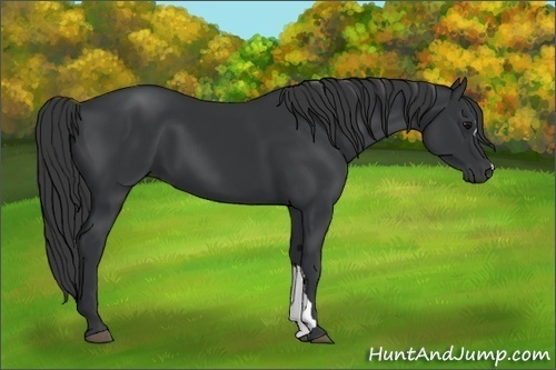 Horse Color: Black 