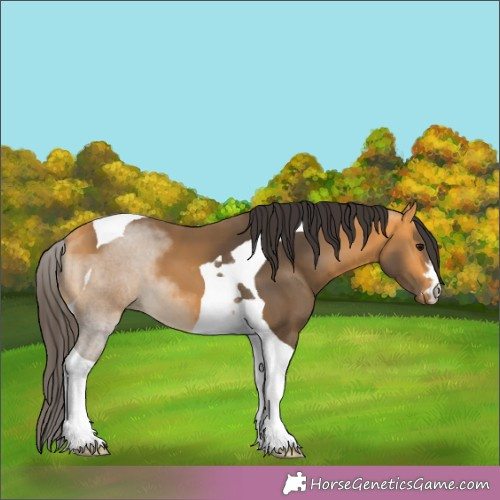 Horse Color:Buckskin Tobiano 