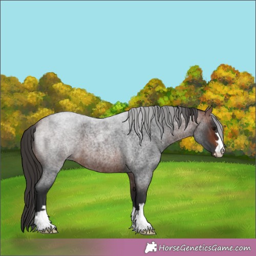 Horse Color:Brown Roan 