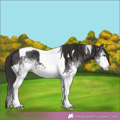 Horse Color:White Spotted Smoky Black Tobiano 