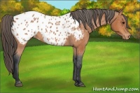 Horse Color:Bay Appaloosa