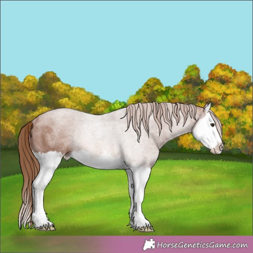 Horse Color:Red Roan Splash Appaloosa Rabicano