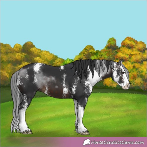 Horse Color:Brown Sabino Splash 