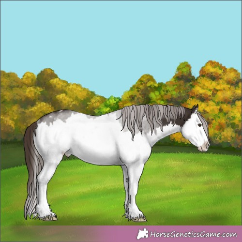 Horse Color:Liver Chestnut Splash Appaloosa Rabicano 
