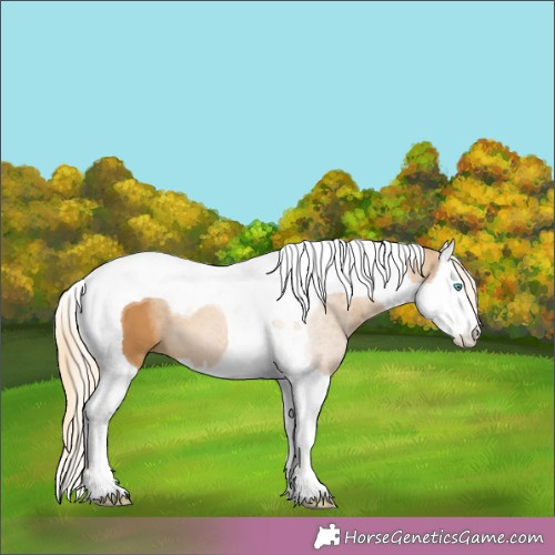 Horse Color:Palomino Splash Tobiano 