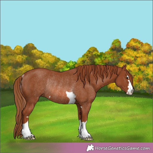 Horse Color:Chestnut Rabicano 