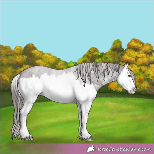 Horse Color:Liver Chestnut Splash 