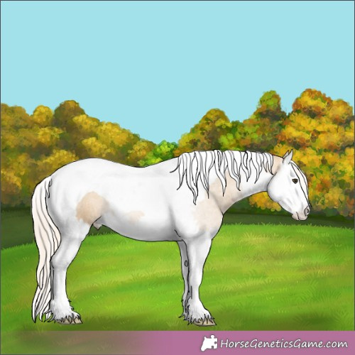 Horse Color:Palomino Dun Splash Tobiano 