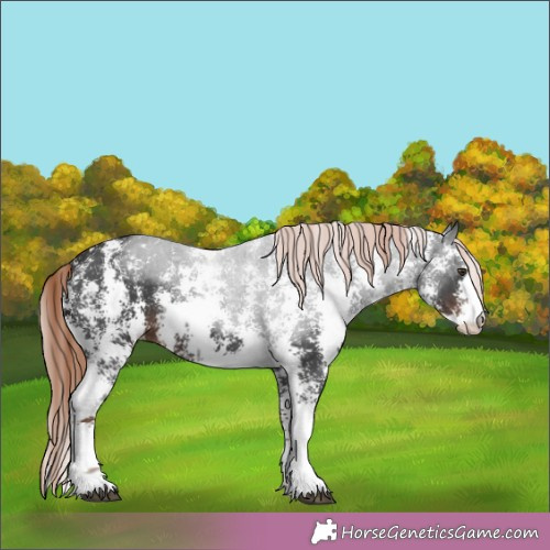 Horse Color:Liver Chestnut Sabino 