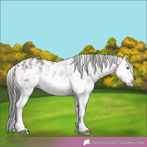 Horse Color:Liver Red Dun Sabino Splash 