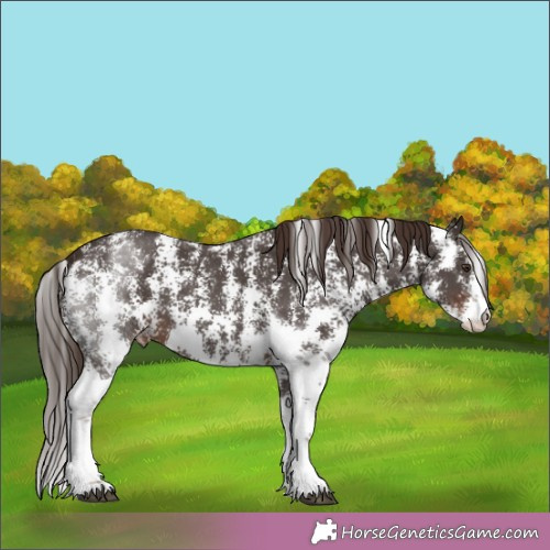 Horse Color:Liver Chestnut Sabino Appaloosa 