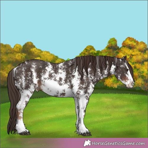 Horse Color:Liver Chestnut Sabino Splash 