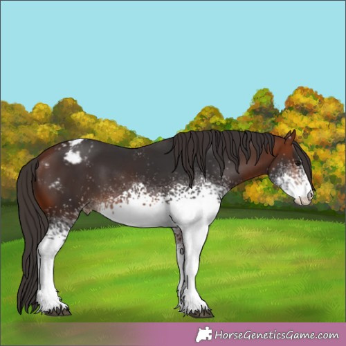 Horse Color:White Spotted Bay Sabino Appaloosa 