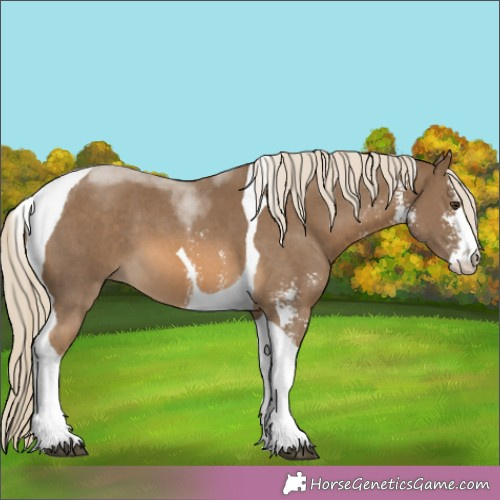 Horse Color:Chocolate Palomino Sabino Tobiano 