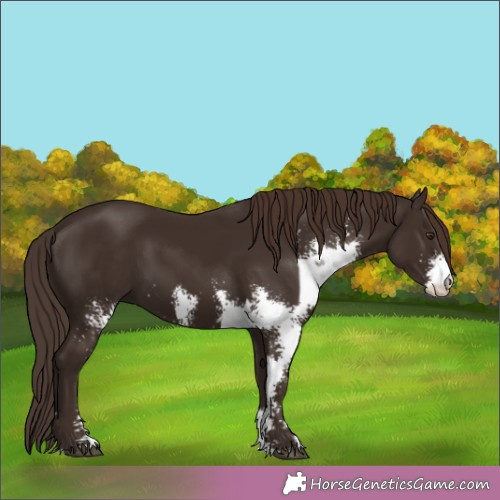 Horse Color:Liver Chestnut Sabino 