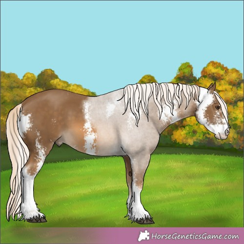 Horse Color:Chocolate Palomino Sabino 