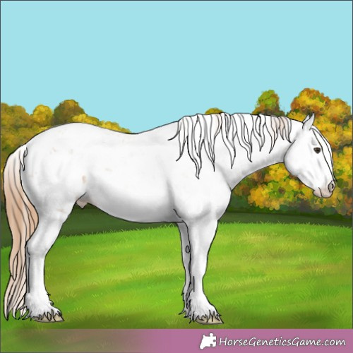 Horse Color:Chestnut Sabino 