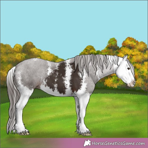 Horse Color:Liver Chestnut Sabino Splash 