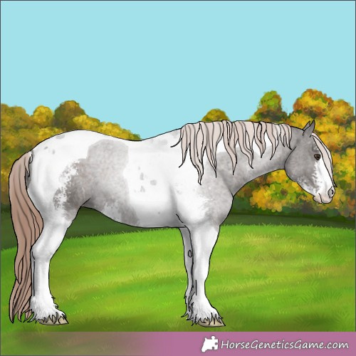 Horse Color:Liver Chestnut Sabino Tobiano 