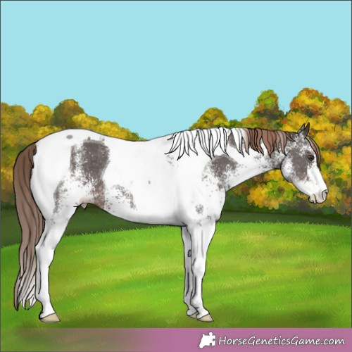 Horse Color:White Spotted Liver Chestnut Tobiano 