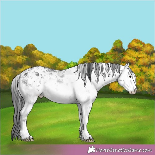 Horse Color:White Spotted Brown Sabino 