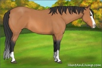 Horse Color:Bay Roan Splash