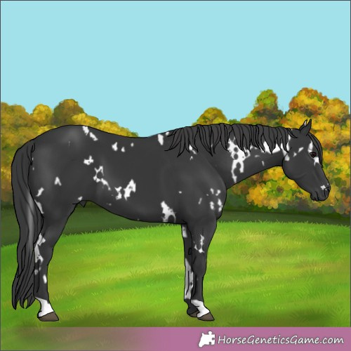 Horse Color: White Spotted Black 