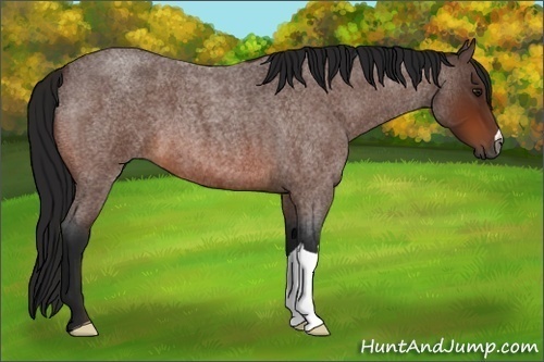 Horse Color:Gray Bay Roan 
