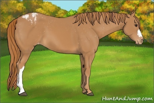 Horse Color:Chestnut Appaloosa 