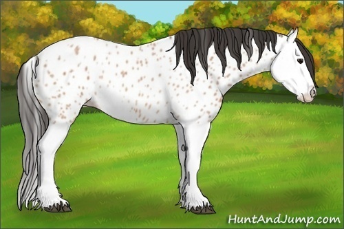 Horse Color:Bay Roan Splash Appaloosa 