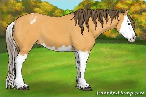 Horse Color:Buckskin Splash Varnish 