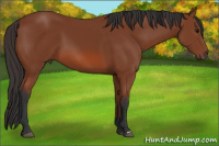 Horse Color:Bay 