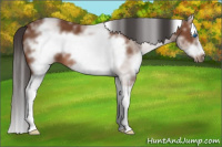Horse Color:White Spotted Bay Splash Frame